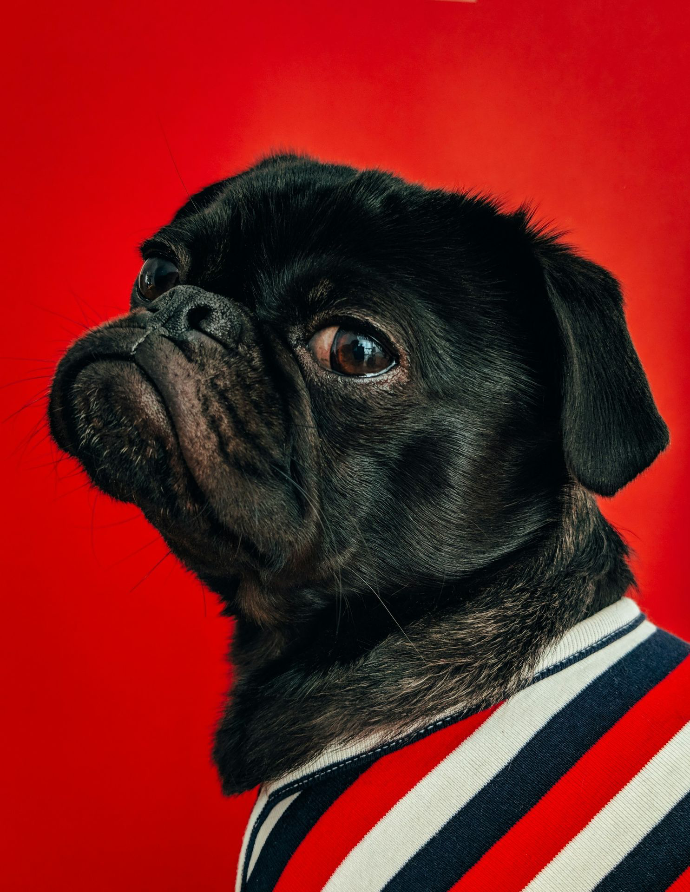 black pug wearing striped apparel